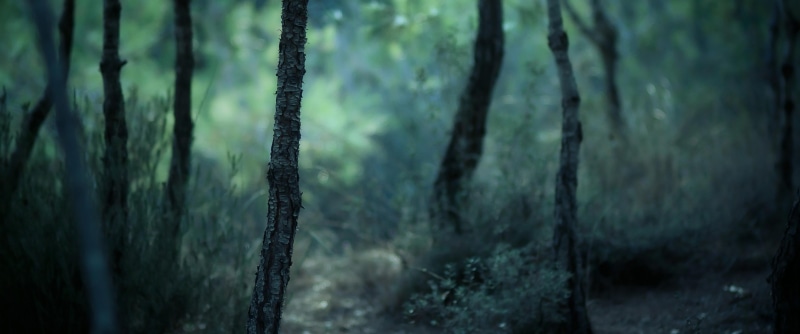 focus on foreground, woodland, forest, trunk, 2K, close-up, photography, beauty in nature, bamboo - plant, branches, pine tree, tranquility, tree, growth
