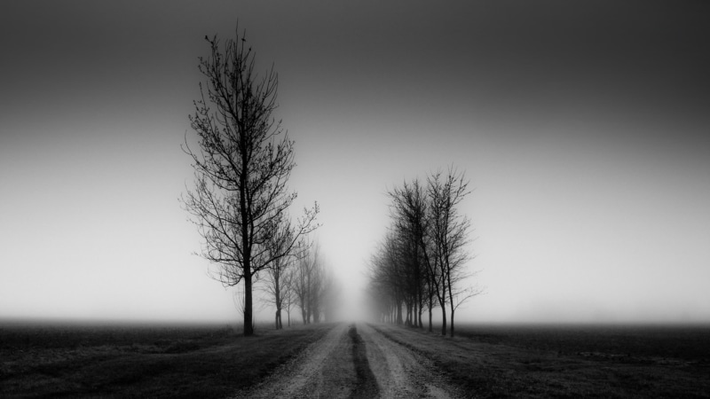 vanishing point, environment, 1080P, tranquil scene, black, treelined, landscape, bare tree, fog, nature, road, scenics - nature, white, direction, tree