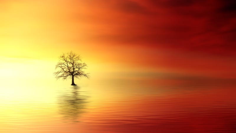 bright, 4K, sky, sunset, plant, clouds, yellow, reflection, evening sky, dusk, beauty in nature, sea, bare, sun, scenics - nature, orange color, mirroring