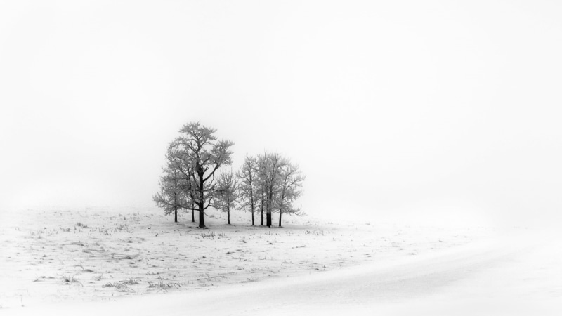 tranquil scene, bare, cold temperature, fog, scenics - nature, trees, winter, 2K, tree, outdoors, environment, white color, snow, land, snowing, nature