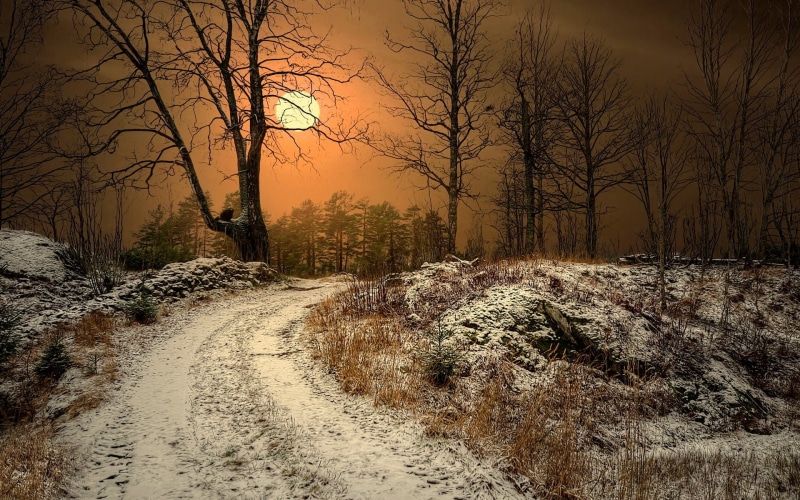 cold temperature, the way forward, sunlight, plant, tranquility, Norway, snow, tranquil scene, nature, landscape, mist, Sun, dry grass, scenics - nature