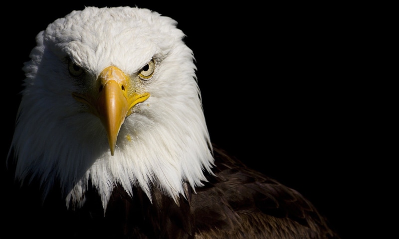 animal themes, eagle, nature, white color, black background, vertebrate, animal wildlife, close-up, one animal, eagle - bird, studio shot, 1080P, animal head