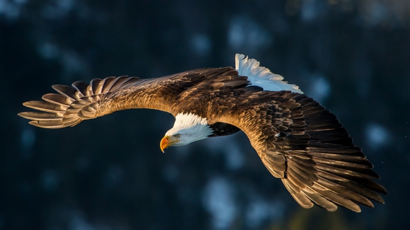 feather, bird of prey, bird, fly, flying, wing, bald eagle, eagle, 4K