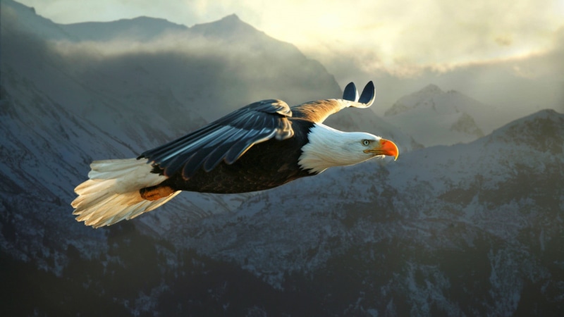 bird, day, beauty in nature, nature, animal wildlife, spread wings, one animal, mountain range, beak, animal, bald eagle, animal themes, white, mountain