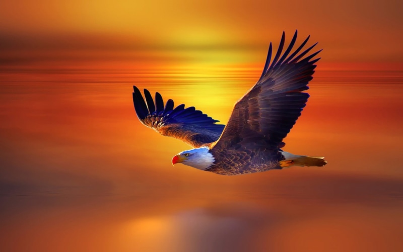 bird of prey, nature, no people, animals, orange color, bird, animal wildlife, one animal, flying, outdoors, animals in the wild, animal, bald, spread wings
