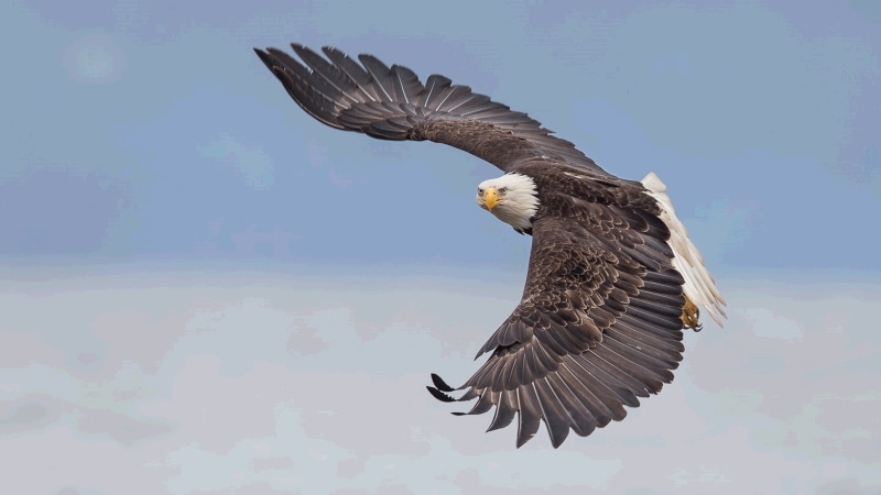 bird, animal wildlife, animal, no people, alaska, mid-air, phone, day, sky, flight, nature, one animal, bald eagle, eagle, mobile, bald, flying, pc, low angle view