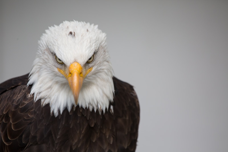 eagle, white, brown, animal wildlife, animal body part, bald Eagle, one animal, studio shot, nature, wildlife, looking at camera, beak, bird, front view