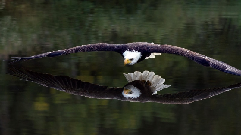 animal themes, mid-air, animals, birds, 1080P, nature, no people, animal, one animal, flying, bird, spread wings, bird of prey, vertebrate, outdoors, reflection