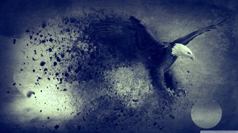 animal wildlife, land, close-up, one animal, birds, white, animal themes, auto post production filter, plant, vignette, bird, bald eagle, animal, day, art