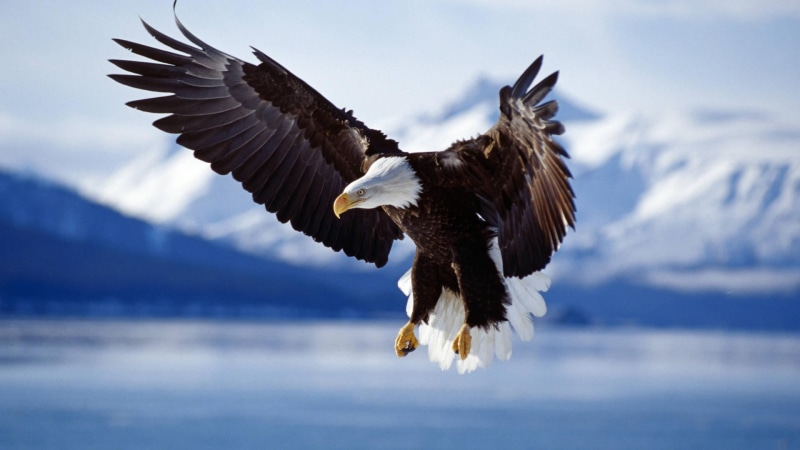 animal, sky, bird, spread wings, one animal, dom Glider, animals in the wild, animal themes, eagle, outdoors, white, bald, eagle - bird, animal wildlife