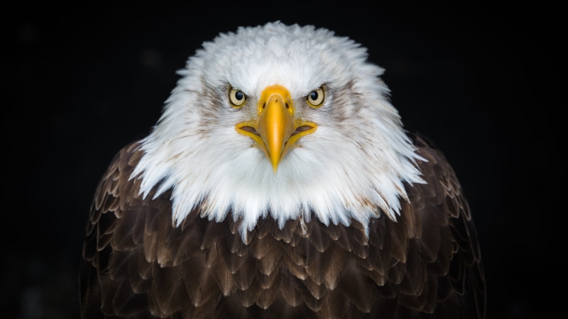 no people, brown, animal themes, nature, bird, eagle, beak, animal wildlife, eagle - bird, animal body part, vertebrate, eagle face, portrait, white, bald eagle
