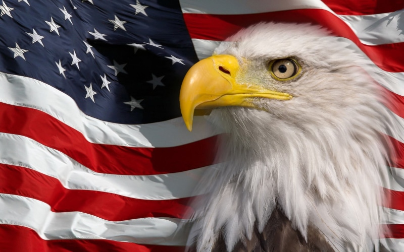 bald, vertebrate, no people, white color, animal themes, america, independence, symbol, animal, focus on foreground, american, bird, phones, animal wildlife