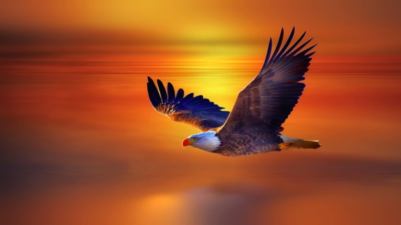 sunset, sky, horizon, fly, bird, wildlife, eagle, beak, bird of prey, 1080P, wing, bald eagle
