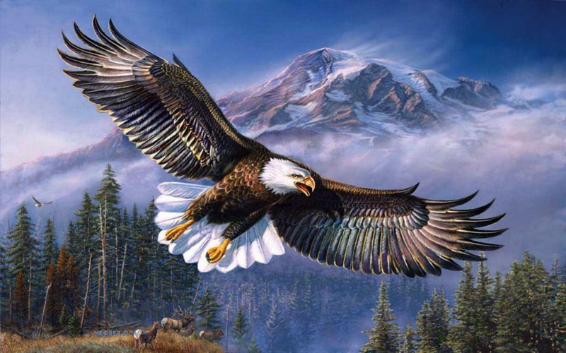 animal, eagle - bird, bald, mobile, flying, laptops, animal body part, animal wing, outdoors, animal themes, phones, tree, one animal, bird of prey, spread