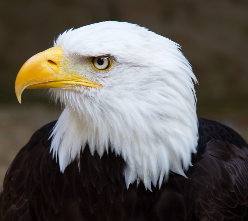 bird, uSA, Bald  Eagle, animals In The Wild, beak, photo, Bald Eagle, nature, Bird  Bird, Head, 2K, wildlife, eagle, eagle - Bird, bald, animal, Bird of