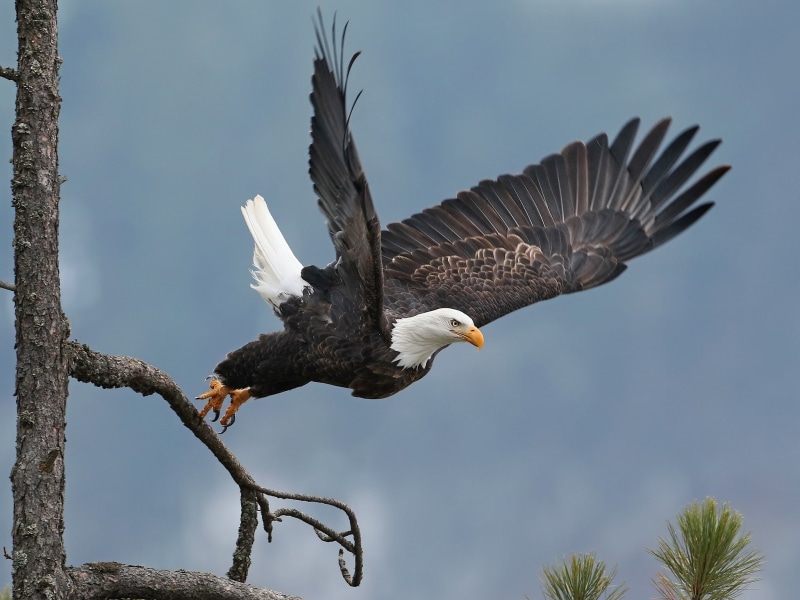 bird, 1080P, bald eagle, tree, hawk, takeoff, wings, black, eagle, bald, white