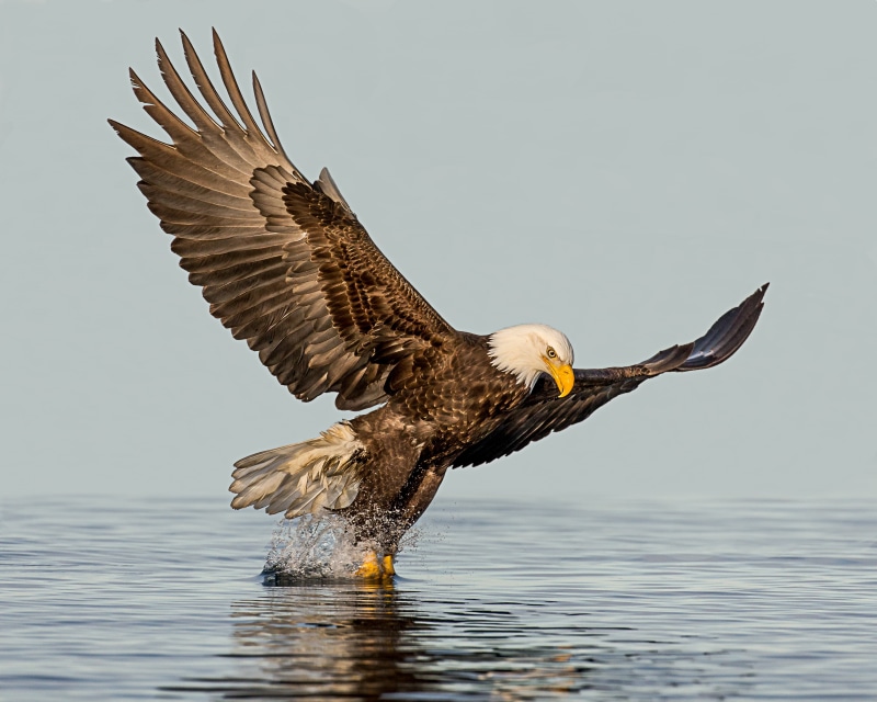 animals In The Wild, animal, American Eagle, animals Hunting, bird, nature, fishing, reaching, bird of Prey, Kachemak Bay, wildlife, water, Explored, carnivore