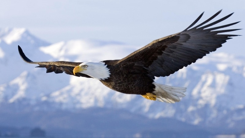 eagle, bird, day, eagle - bird, animal, bald eagle, no people, vertebrate, freedom, flying, animal themes, beauty in nature, 2K, animal wildlife, bird of prey