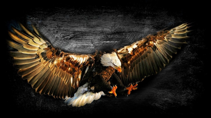 1080P, eagle, fly, bird of prey, feather, darkness, bird, wing, bald eagle