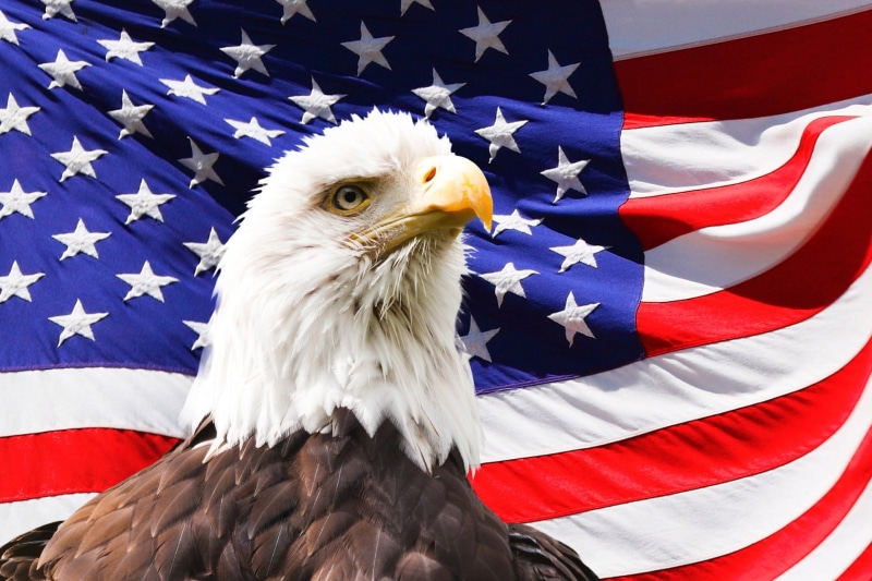 america, dom, blue, white color, Bald Eagle, government, patriotism, usa, american, stripes, U.S.A flag, stars, eagle - bird, vertebrate, united states