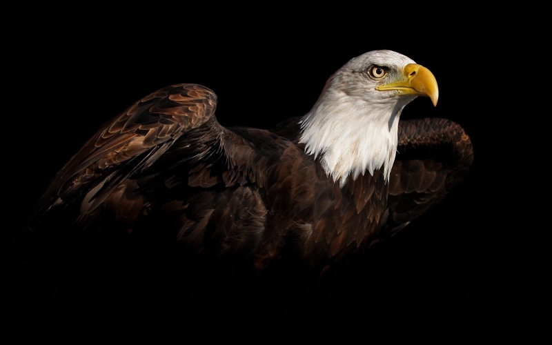 no people, beak, animal, eagle - bird, bird, 2K, black background, eagle, copy space, studio shot, looking, bird of prey, animal head, bald eagle, animal wildlife
