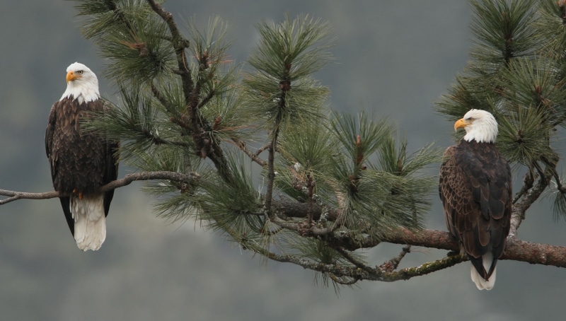 eagle, Bird, branch, bald, Bald eagle, 1080P
