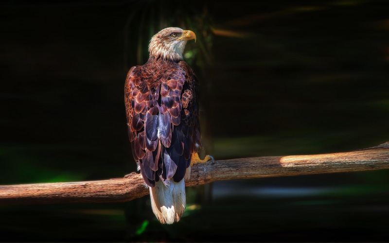 animal themes, nature, pc, animals in the wild, one animal, brown, bird of prey, eagle, tablet, wooden post, tree, branch, no people, focus on foreground
