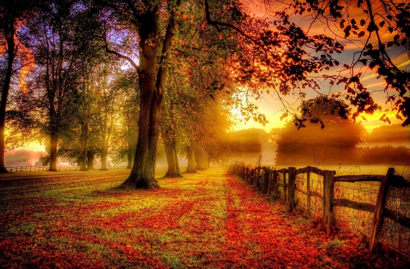 autumn, plant, tree trunk, footpath, october, colors, color Image, fog, environment, gold Colored, season, sunset, leaf, tranquil Scene, field, scenics - nature