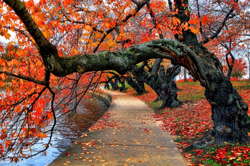 path, leafed, rural Scene, color Image, yellow, tree trunk, alley, trees, tranquil scene, nature, plant part, october, tree, multi Colored, falling, gold Colored