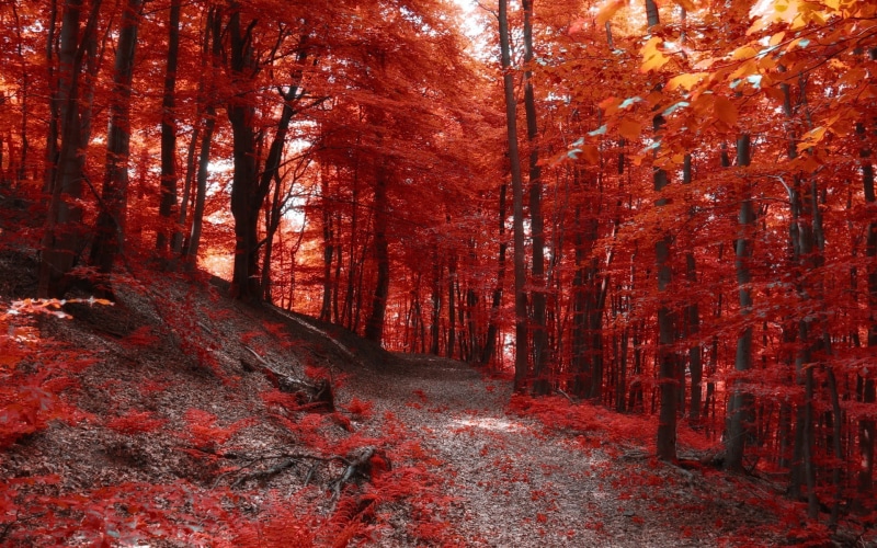 the way forward, tranquility, land, scenics, day, colors, season, hills, forest, tranquil Scene, scenics - nature, growth, footpath, no People, red, plant