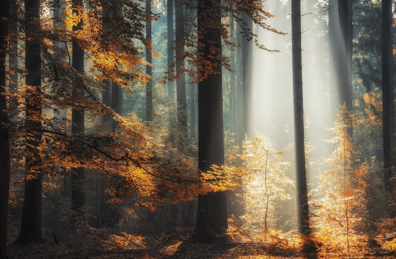 october, color Image, colors, green Color, land, 1080P, forest, orange Color, non-Urban Scene, leaves, sun, nature, outdoors, backgrounds, streaming, bright
