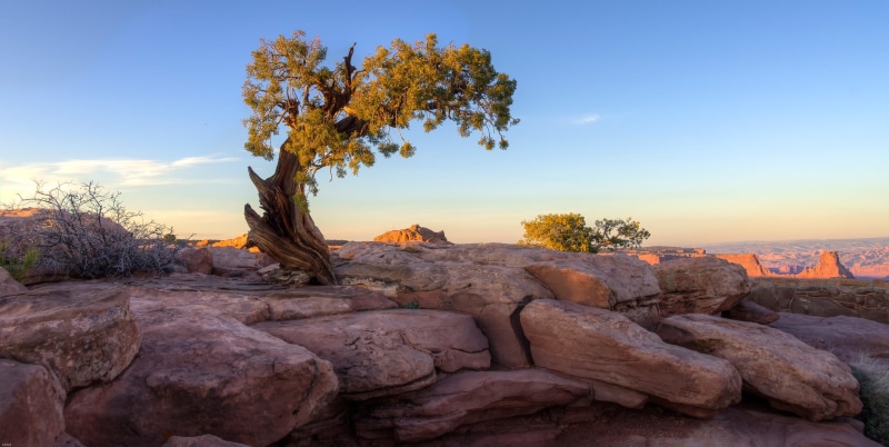 semi-arid, arid climate, sunlight, geology, outdoors, trees, landscape, green, travel destinations, remote, physical geography, no people, rock, sandstone