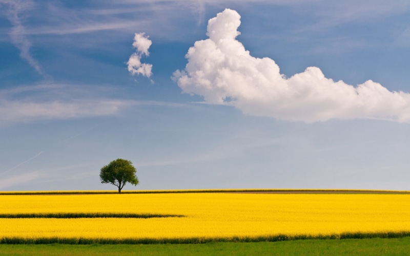 cloud - sky, sky, oilseed rape, trees, outdoors, nature, growth, crop, tranquility, 1080P, plant, clouds, scenics - nature, environment, farm, agriculture