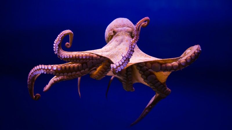 underwater, water, marine invertebrates, marine biology, 4K, sea, nature, animal body part, ominous, vertebrate, tentacle, studio shot, animals in the wild