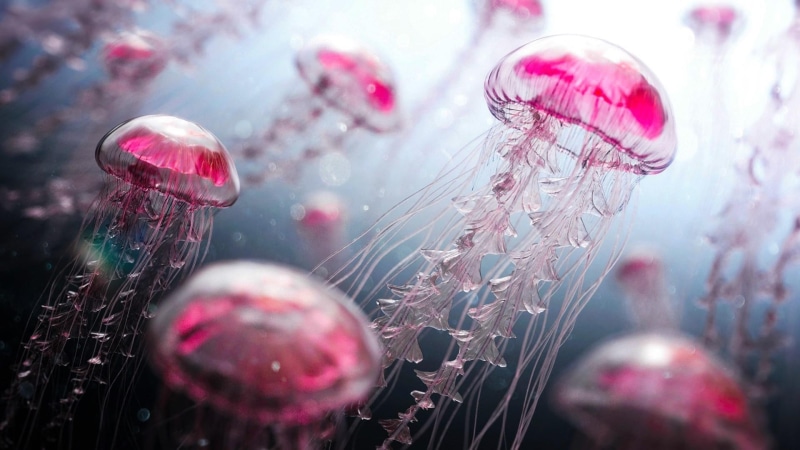 jellyfish, organisms, 1080P, animals, aquatic organisms, aquatic, pink