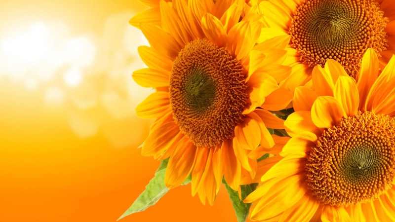flora, petal, growth, bright, head, sunflower, sunlight, flowers, vibrant, field, botany, stem, bloom, leaf, sky, seed, flower, agriculture, plant, color