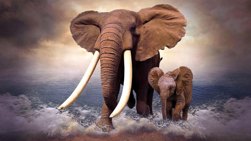 motion, tusk, cloud - sky, outdoors, water, asian elephant, wildlife, one animal, baby elephant, african elephant, adventure, animal wildlife, nature, elephant