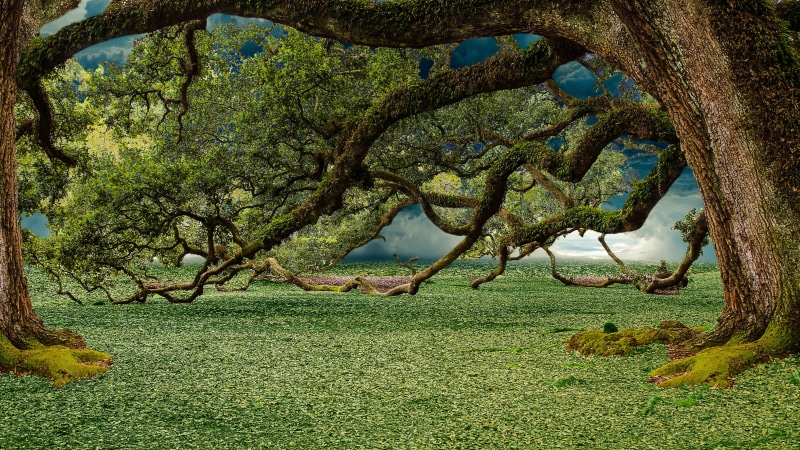 green, summer, tranquility, outdoors, park - man made space, sunlight, beautiful, design, trees, natural, nature, sun, day, beauty, light, branch