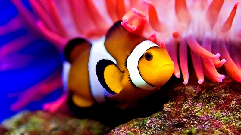 reef, fish, organism, coral reef, coral reef fish, macro photography, 1080P, close up, anemone fish, underwater, pomacentridae, coral, marine biology