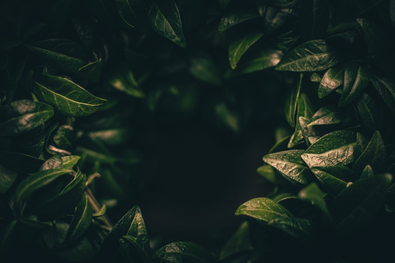 dark background, minimalism, herb, environment, photoshoot, 4K, shadow, green Color, plant, spice, photo, forest, outdoors, green, backgrounds, freshness