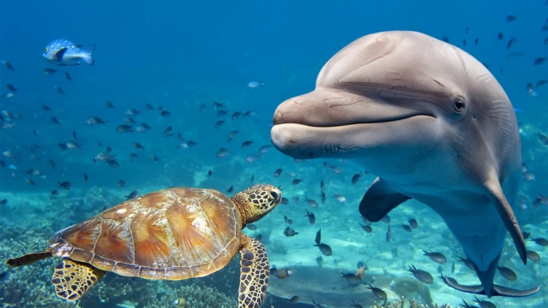 dolphin, water, marine mammal, sea turtle, turtle, fish, underwater, marine biology, sea, fauna, ecosystem, organism, tortoise, 1080P