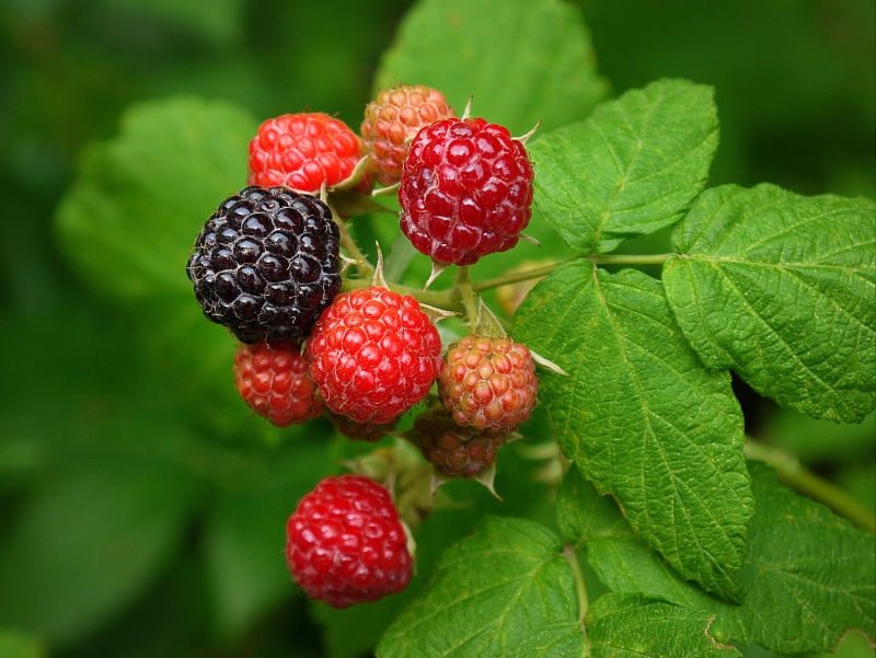 raspberry, nature, leaf, fruit, fruit  vines, 2K, raspberries, ripe, berry Fruit, green Color, black, photo, close, Mixed, healthy Eating, food, red, freshness