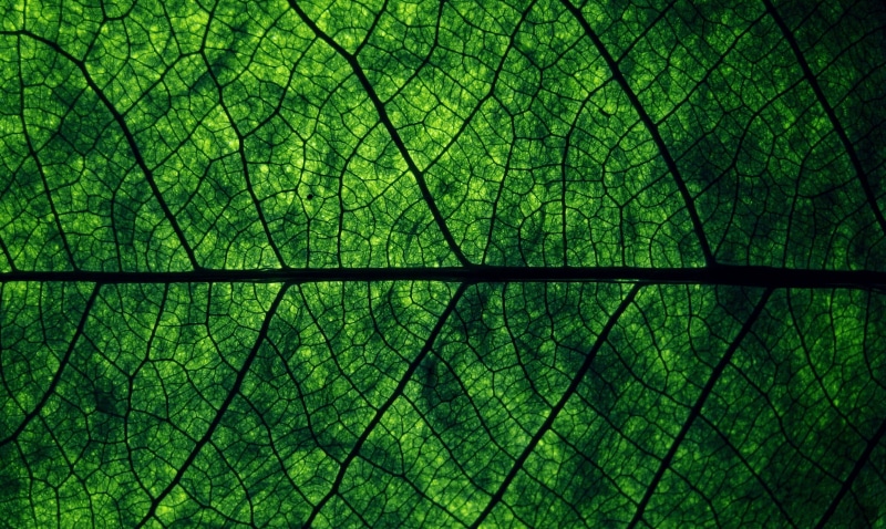beauty In Nature, plants, leaves, 2K, green Color, natural pattern, architecture, environment, bright, botany, day, damaged, macro, plant, springtime