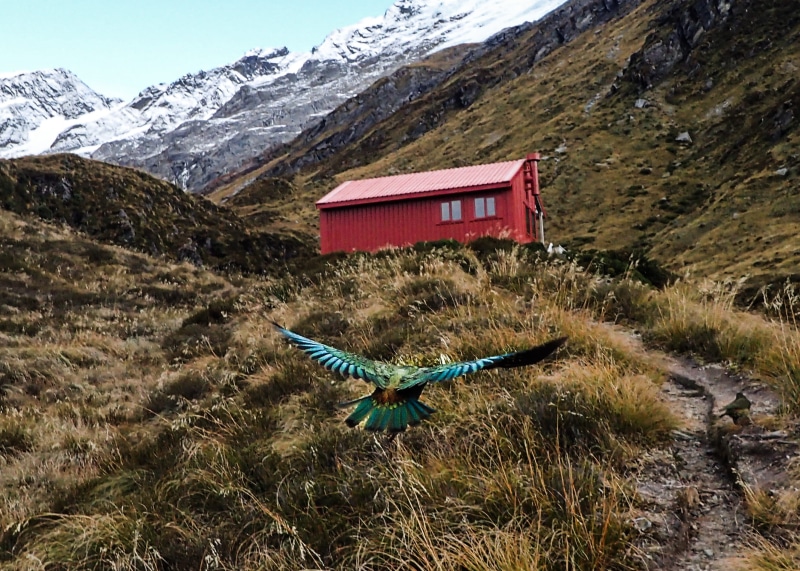 parrot, hike, outdoors, no people, tranquility, mountain range, 2K, nature, new zealand, landscape, day, mountain, kea, scenics - nature, beauty in nature