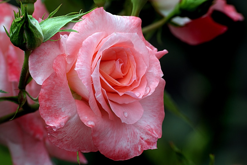Roses, Blooms, photos, 4K, rose - Flower, Liverpool Echo, plant, close, Dedication, flower, pink Color, Public Domain, pink, nature, pink rose, Gardening