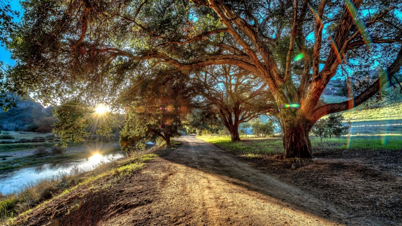 bicycle, ultra hd  8k resolution 7680x4320 natures miracle, beauty in nature, land, day, tree, walking, the way forward, footpath, road, plant, lifestyles