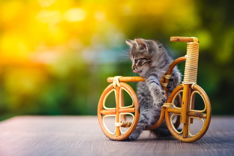nature, looking, depth of field, wood, wooden surface, innocence, 1080P, kitten, domestic, day, wheel, mammal, domestic animals, wood - material, animal