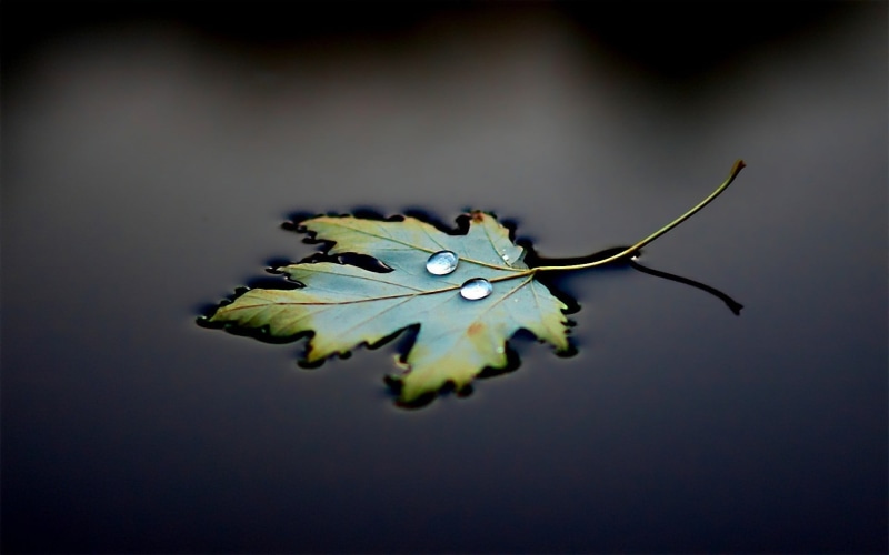 studio shot, fragility, colored background, macro, leaf, indoors, water, vulnerability, green, springtime, autumn, freshness, beauty In Nature, nature