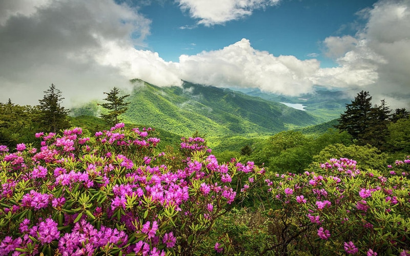 ridge, 1080P, landscape, carolina, parkway, mountains, north, summer, flowers, spring, appalachian, blue