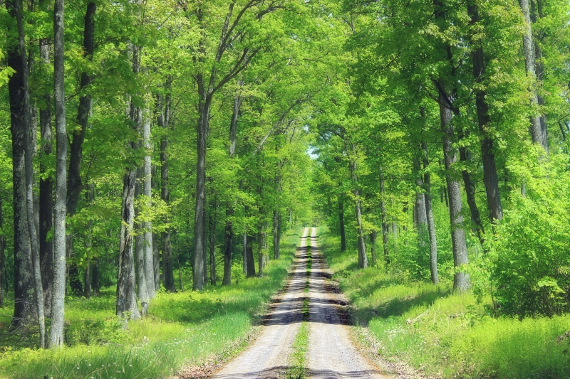 gravel road, trees, spring, forest, Sproul State Forest, Ridge Road, creative commons, 5K, outdoors, woodland, footpath, Centre County, tree, nature, road